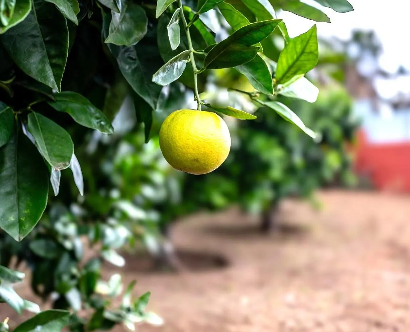 Finca La Chamusca Икод-де-лос-Винос
