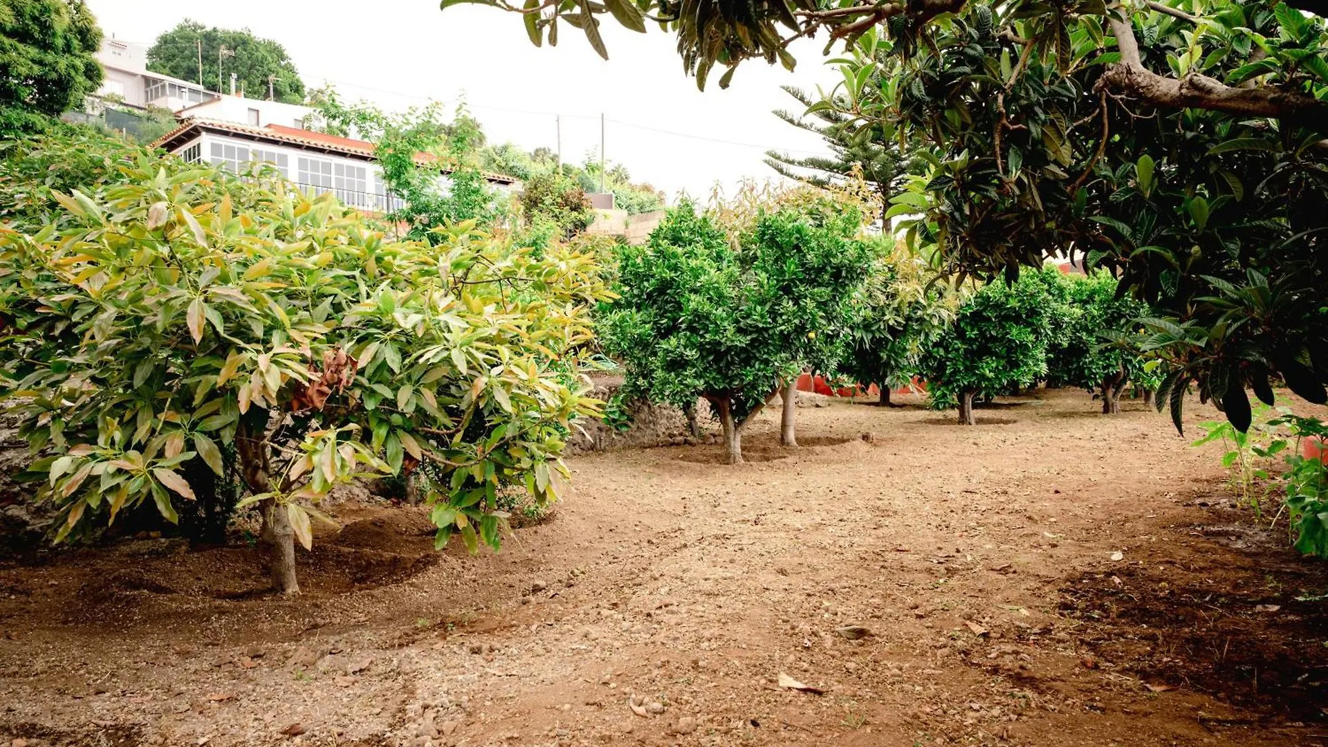 Finca La Chamusca 이코드레로스비노스 스페인